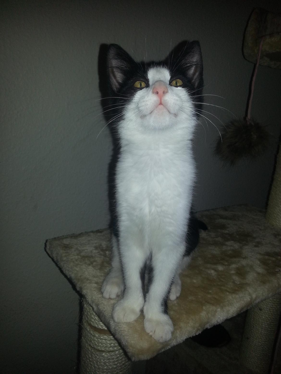 Blanding af racer Diva billede 5