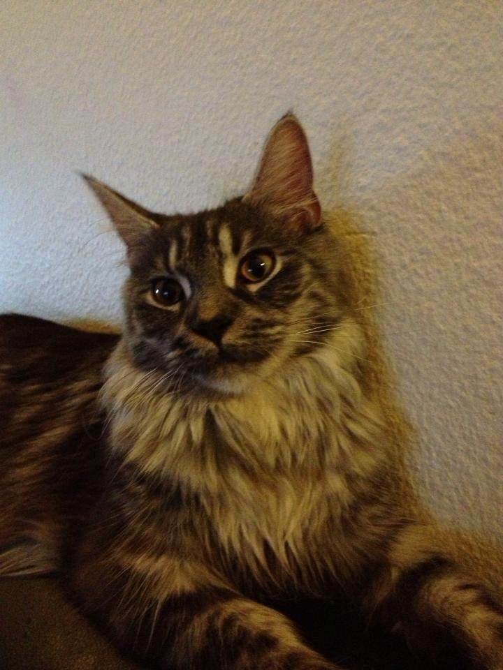 Maine Coon Star billede 1