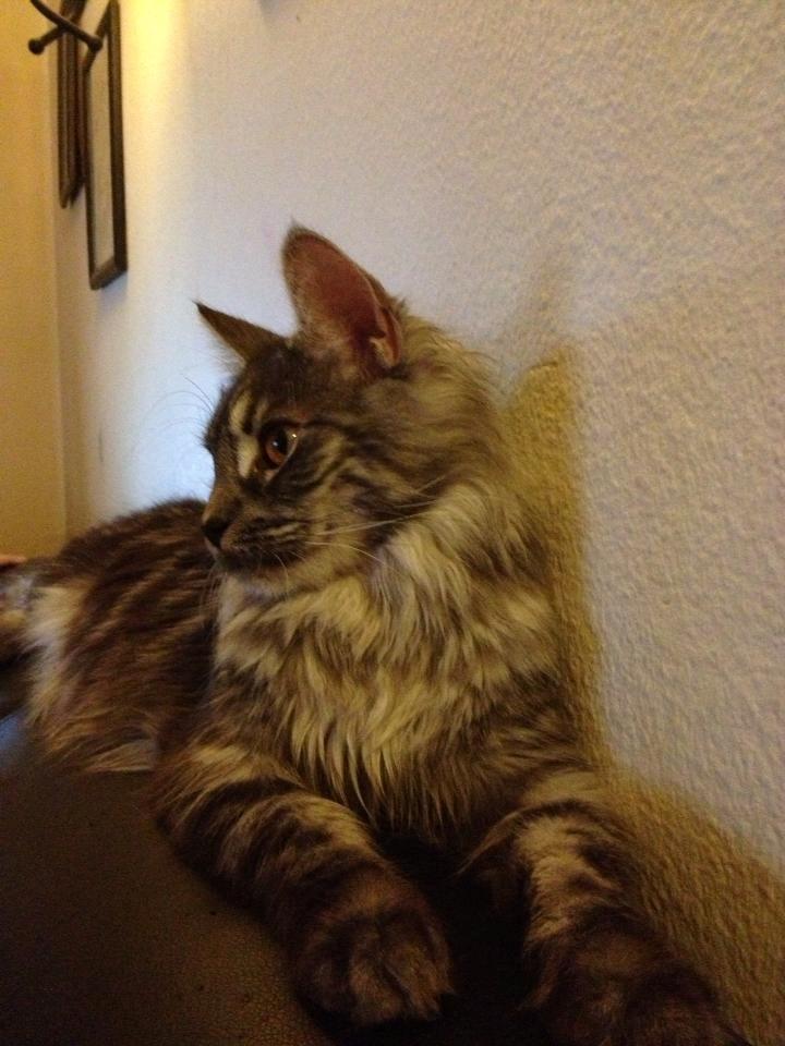 Maine Coon Star billede 2