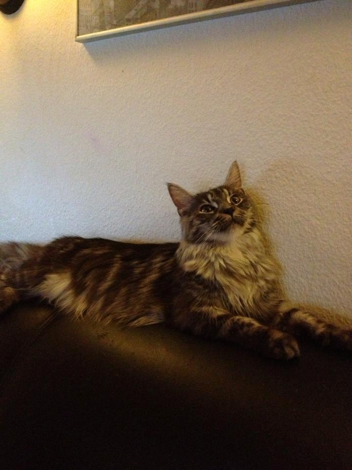 Maine Coon Star billede 3