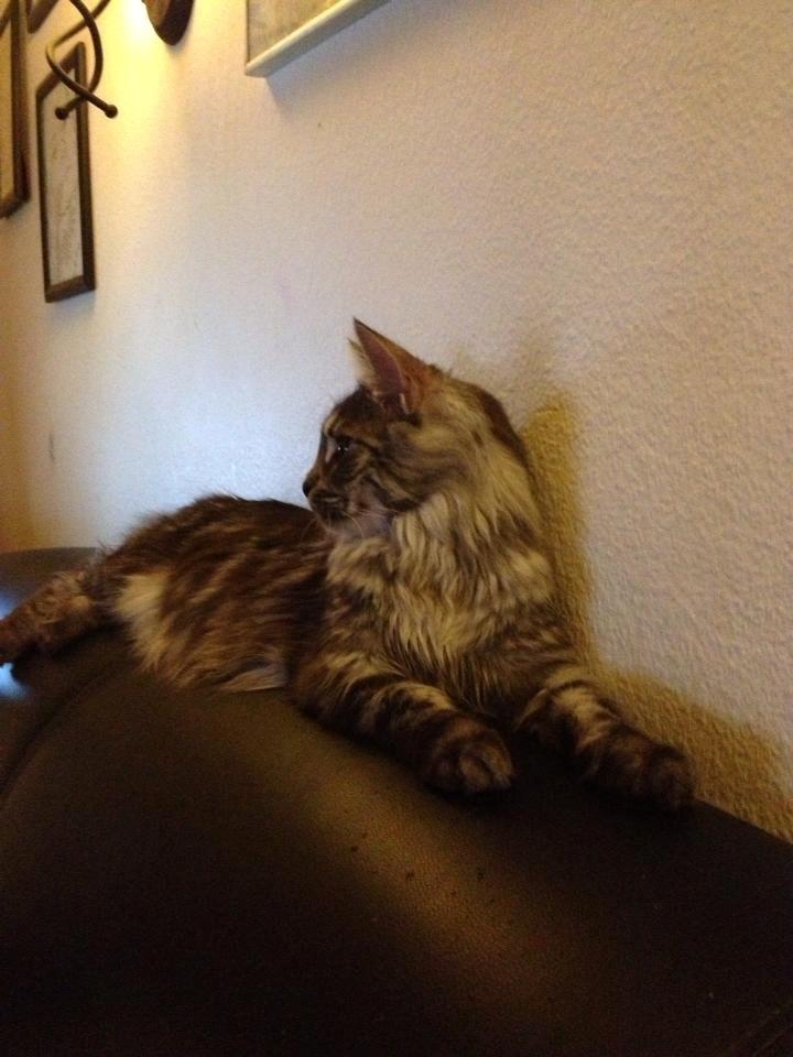 Maine Coon Star billede 4