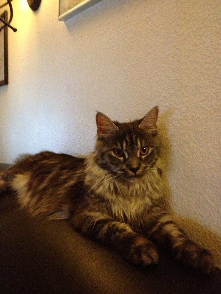 Maine Coon Star billede 5