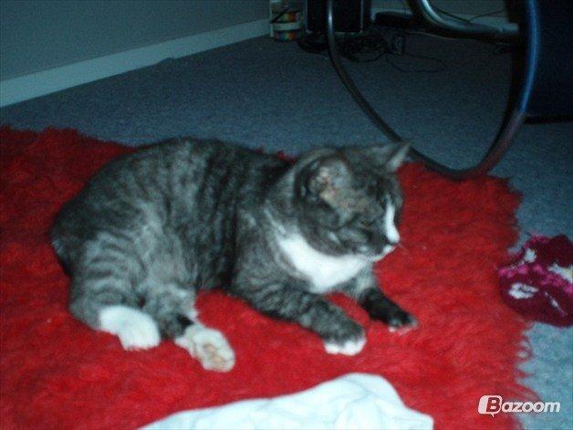 Blanding af racer Sille billede 6