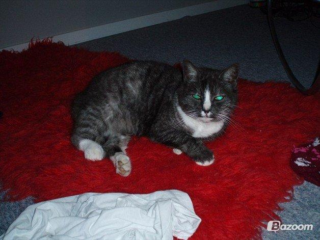 Blanding af racer Sille billede 7