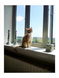 Huskat Lille My billede 1