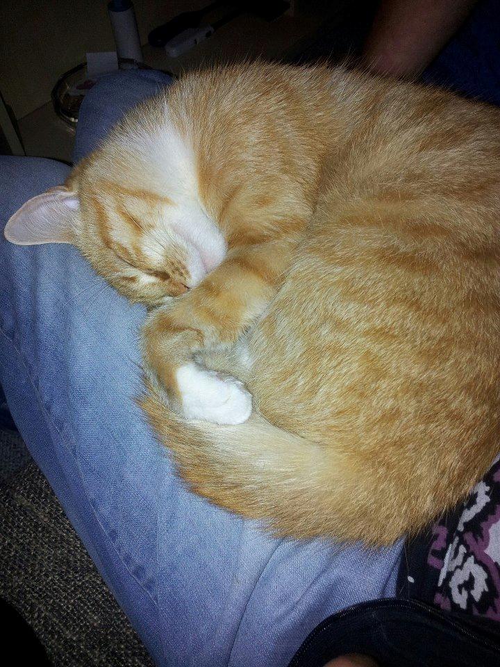 Huskat Lille My billede 2