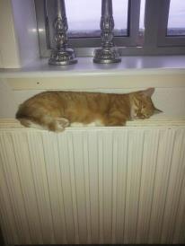 Huskat Lille My billede 3