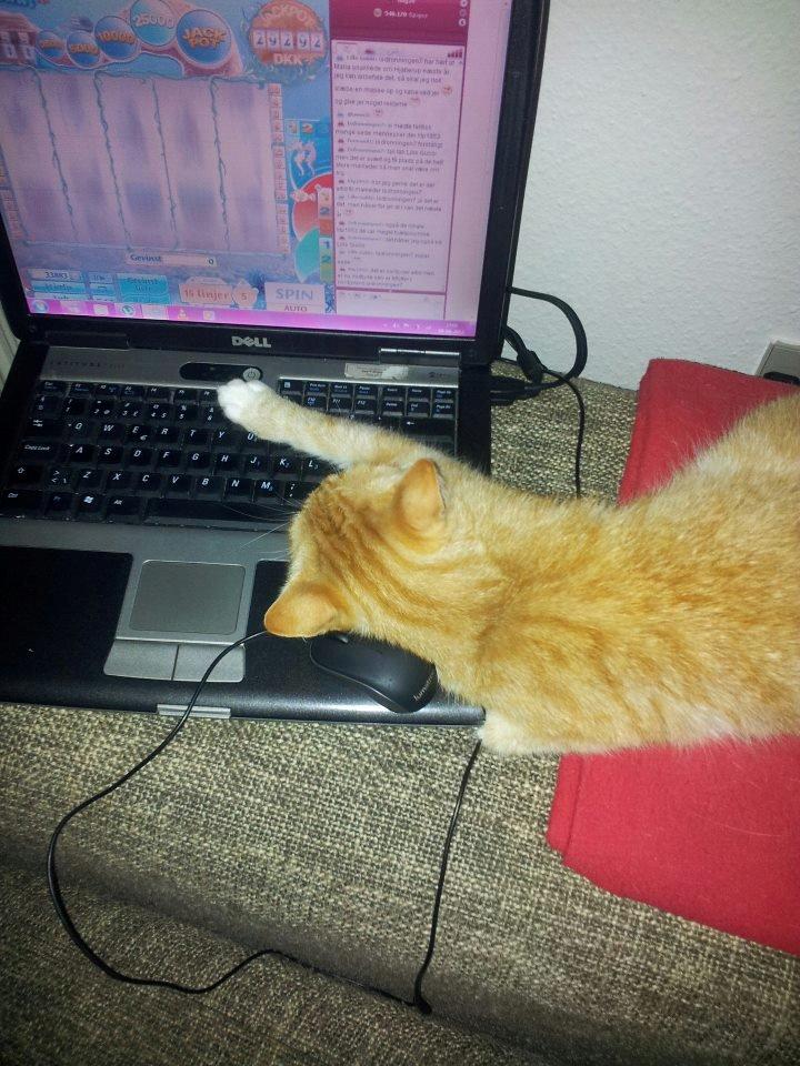 Huskat Lille My billede 4