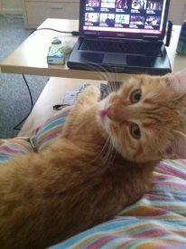 Huskat Lille My billede 5