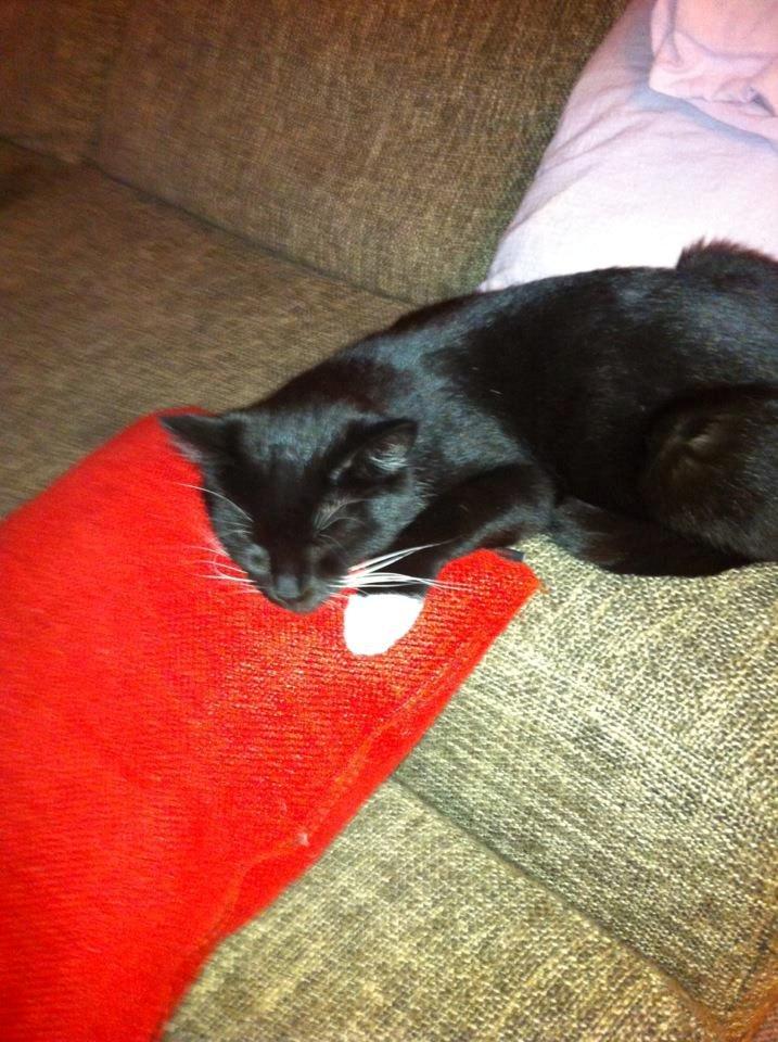 Huskat Angel billede 2