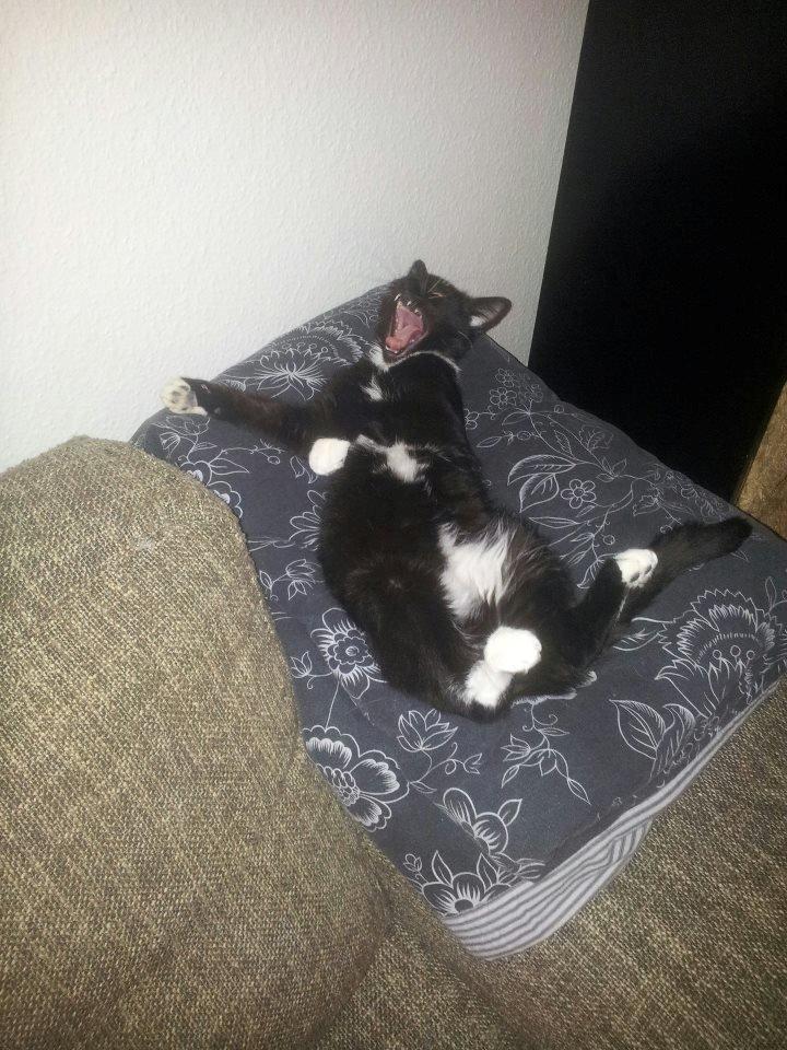 Huskat Angel billede 1