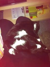 Huskat Angel billede 4