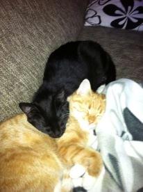 Huskat Angel billede 5