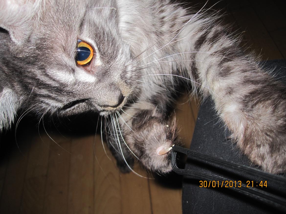 Maine Coon Star - orv der er en snor er den til mig hva hva hva gg billede 6