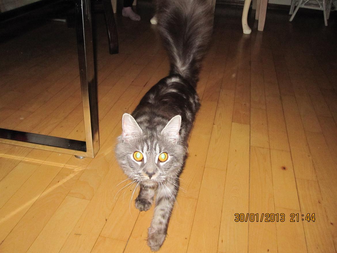 Maine Coon Star billede 7