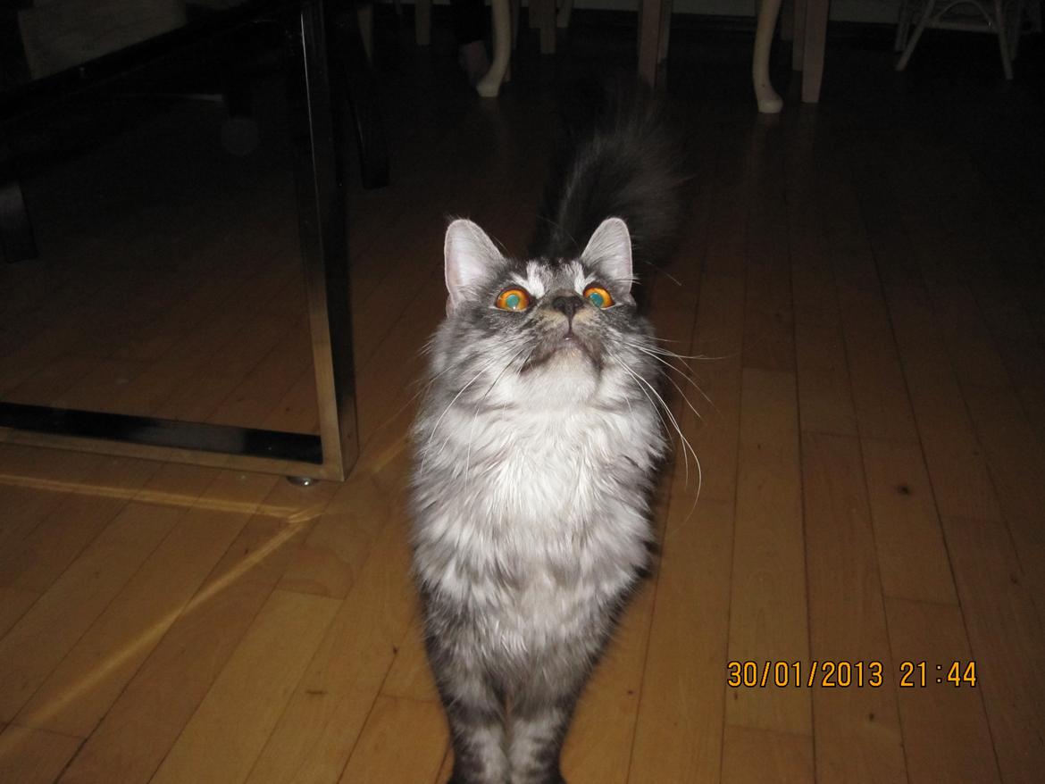 Maine Coon Star billede 8