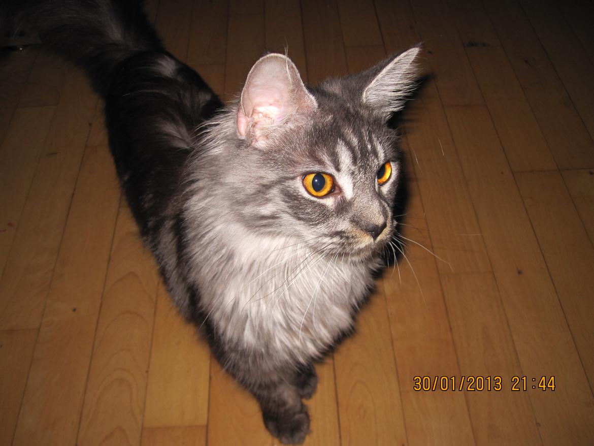 Maine Coon Star billede 9
