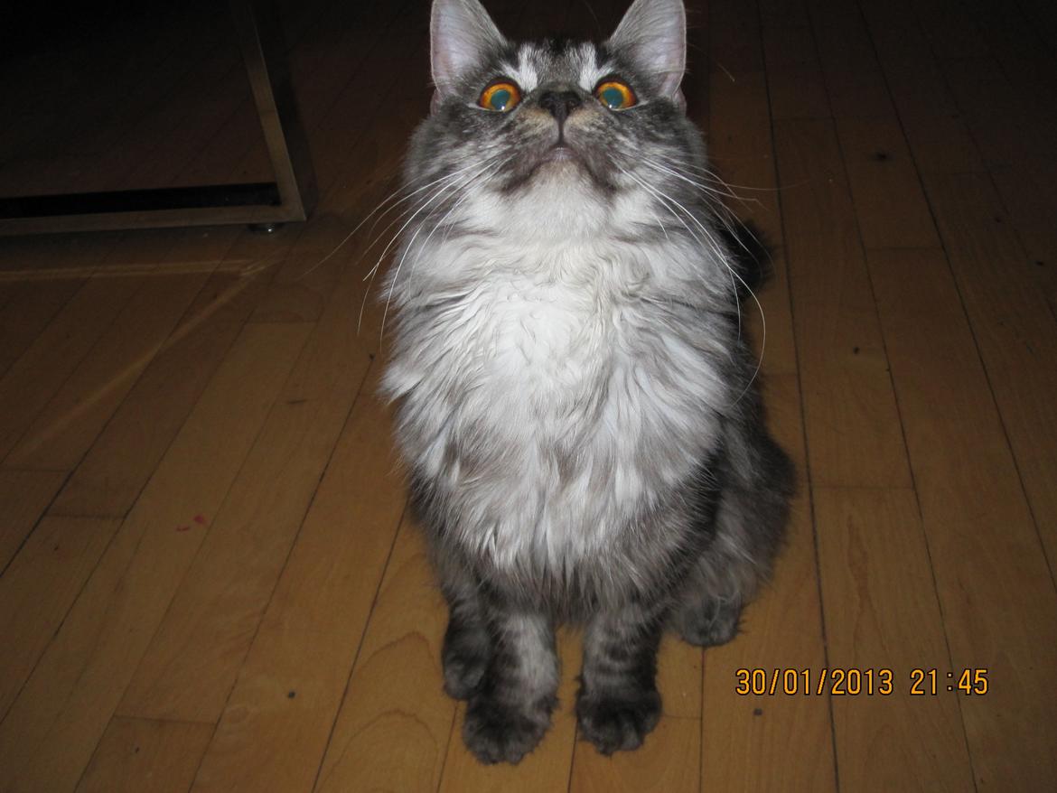 Maine Coon Star billede 10
