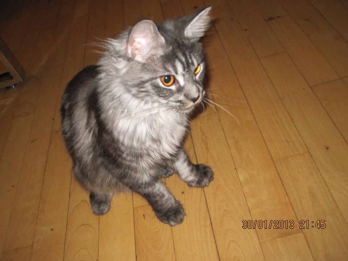 Maine Coon Star billede 11