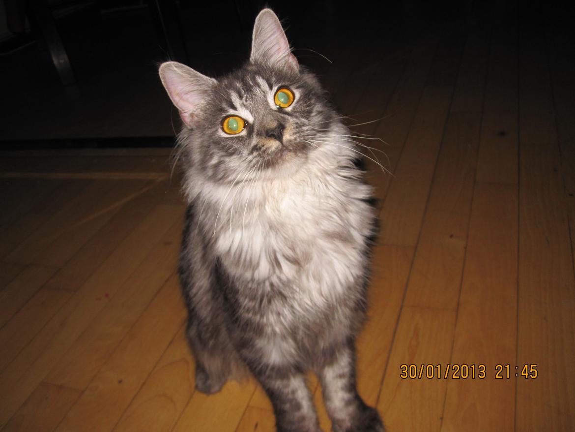 Maine Coon Star billede 12