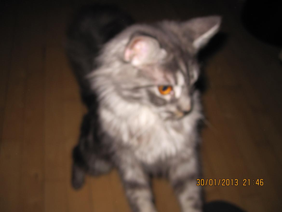 Maine Coon Star billede 14