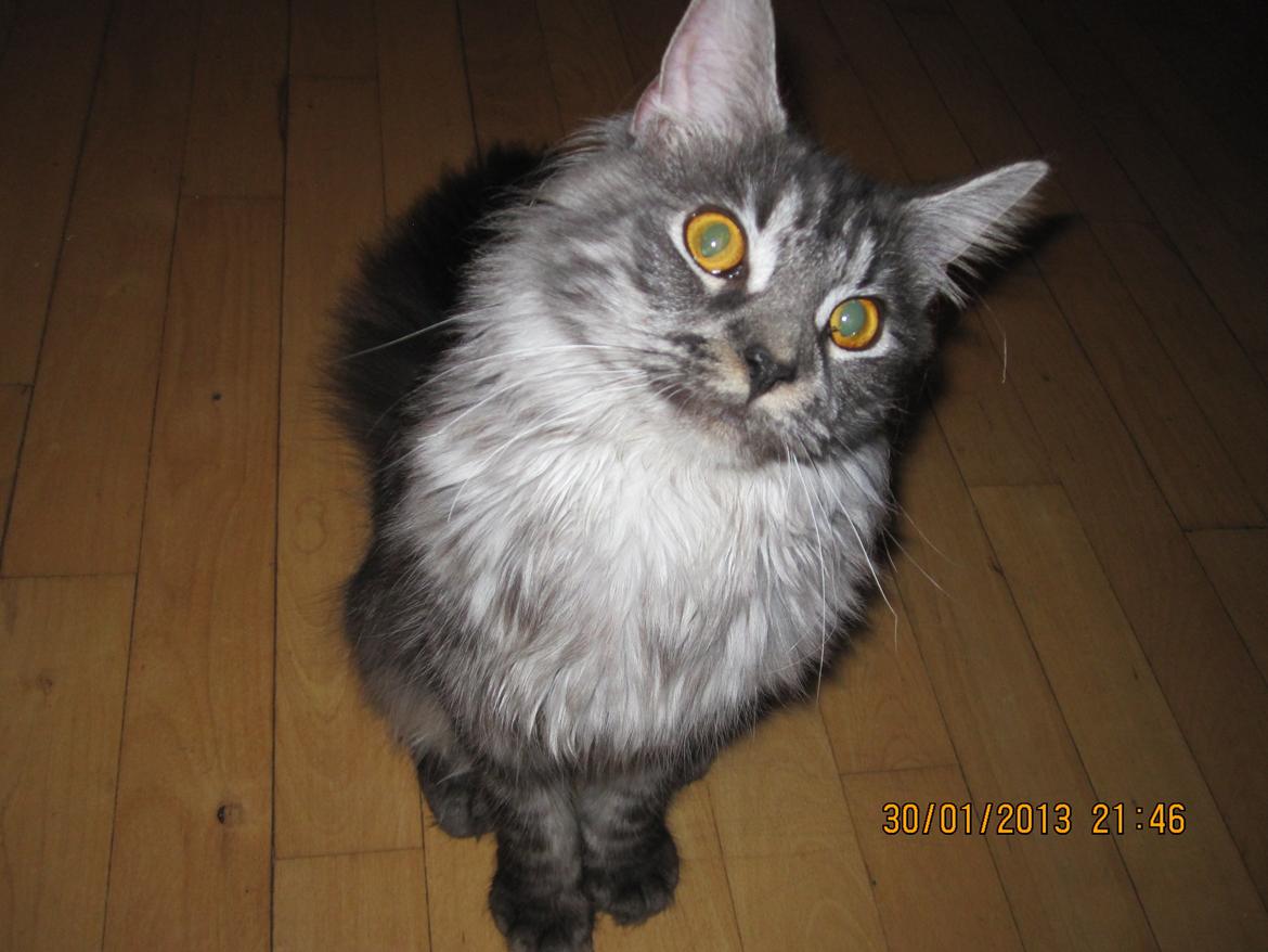 Maine Coon Star - hey hvad laver du hva hva hva  billede 15