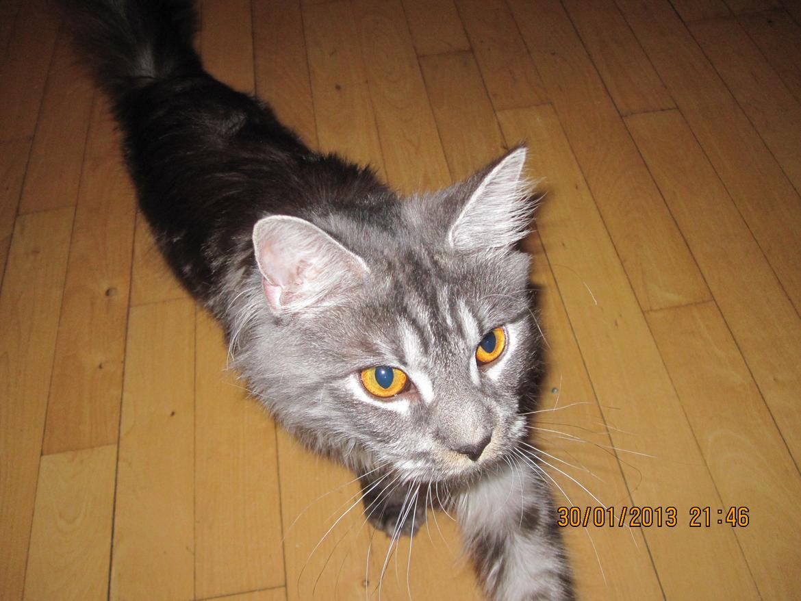 Maine Coon Star billede 16