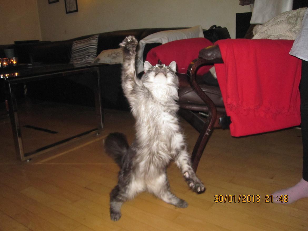 Maine Coon Star - Kan godt lige nå jaja gg billede 17