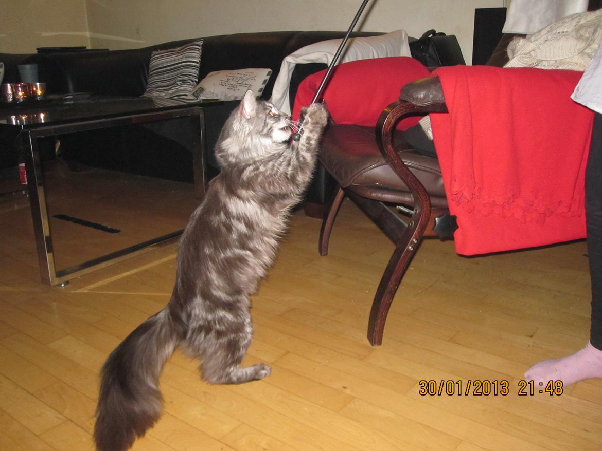 Maine Coon Star billede 18