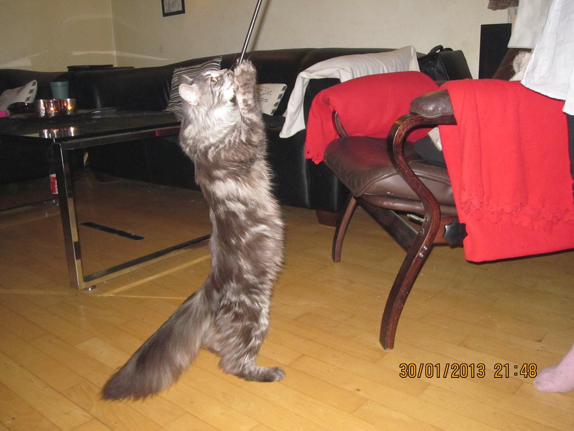 Maine Coon Star - så blir der leget :) billede 19