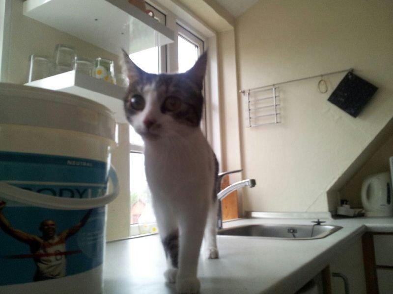 Huskat Maja - Lige kommet ind af vores dør for første gang <3  billede 1