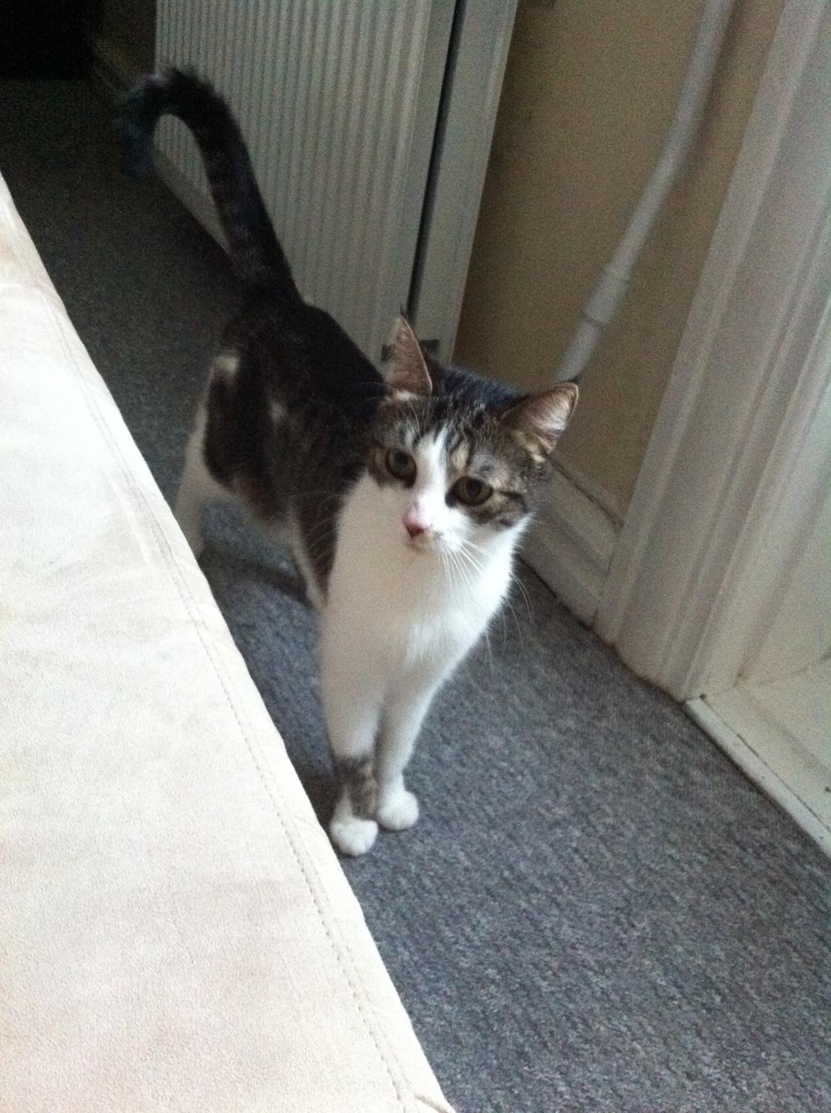 Huskat Maja billede 2