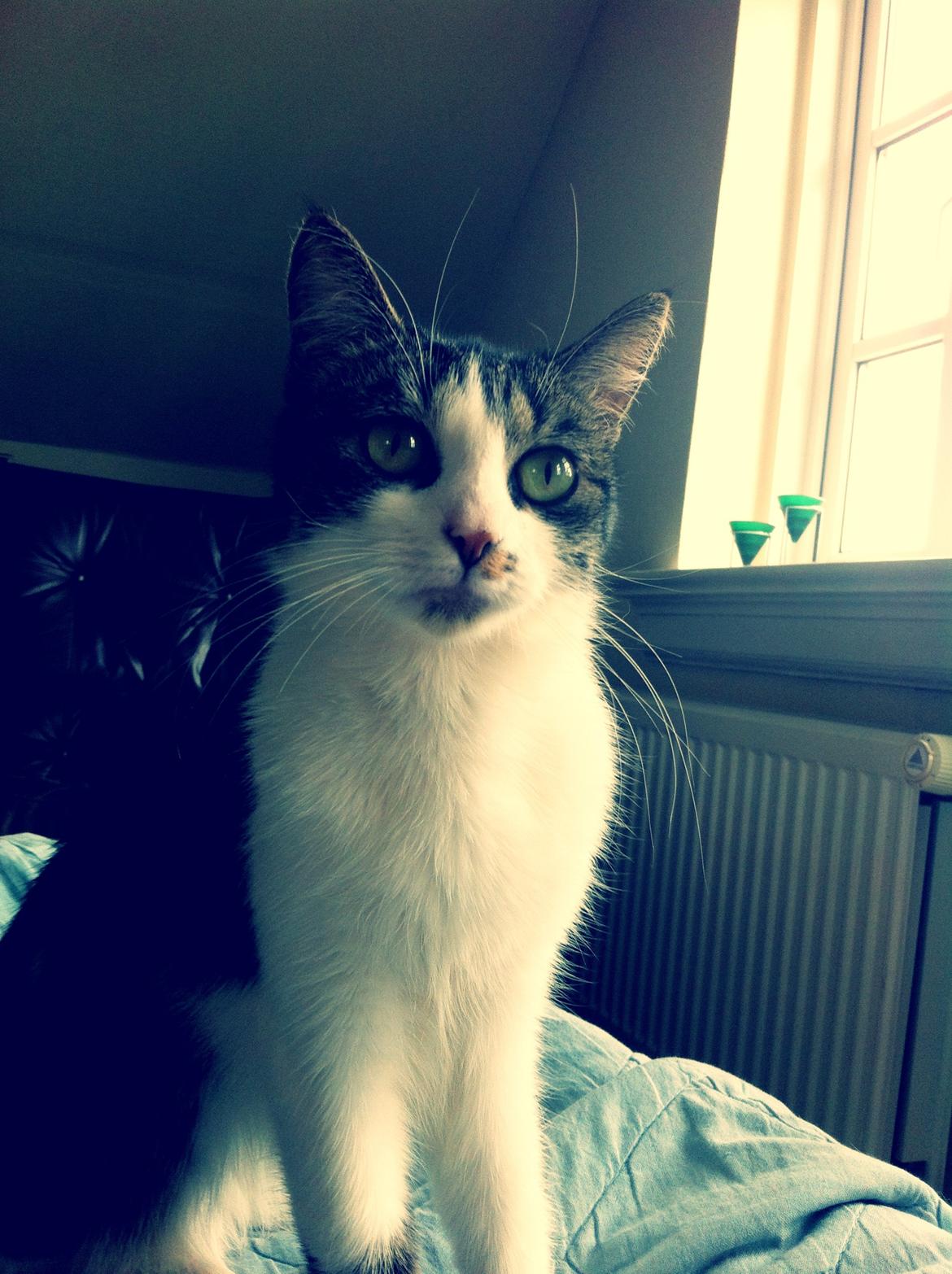 Huskat Maja billede 3