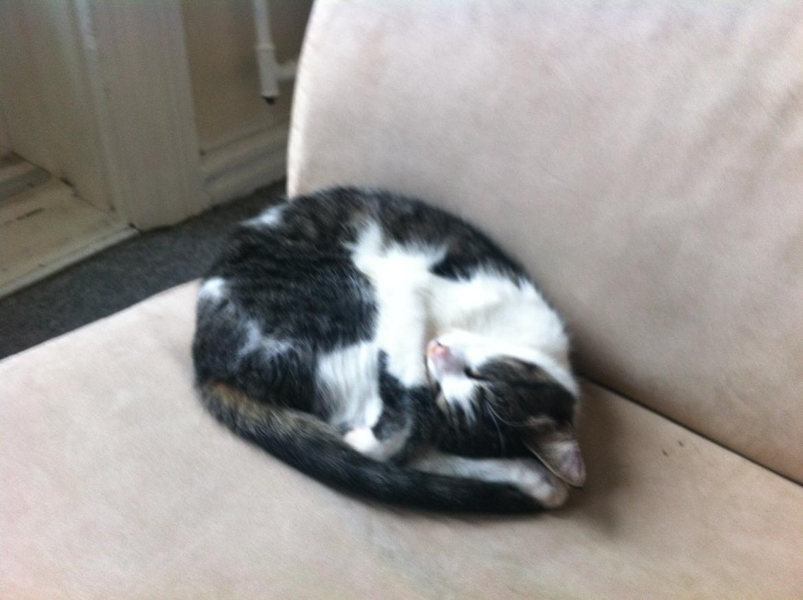 Huskat Maja - Jeg elsker at sove !! ..  billede 4
