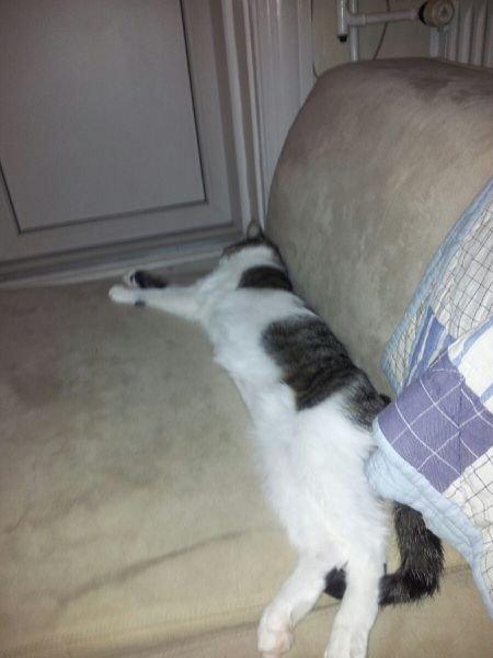 Huskat Maja - Og jeg er meget laaang!  billede 5