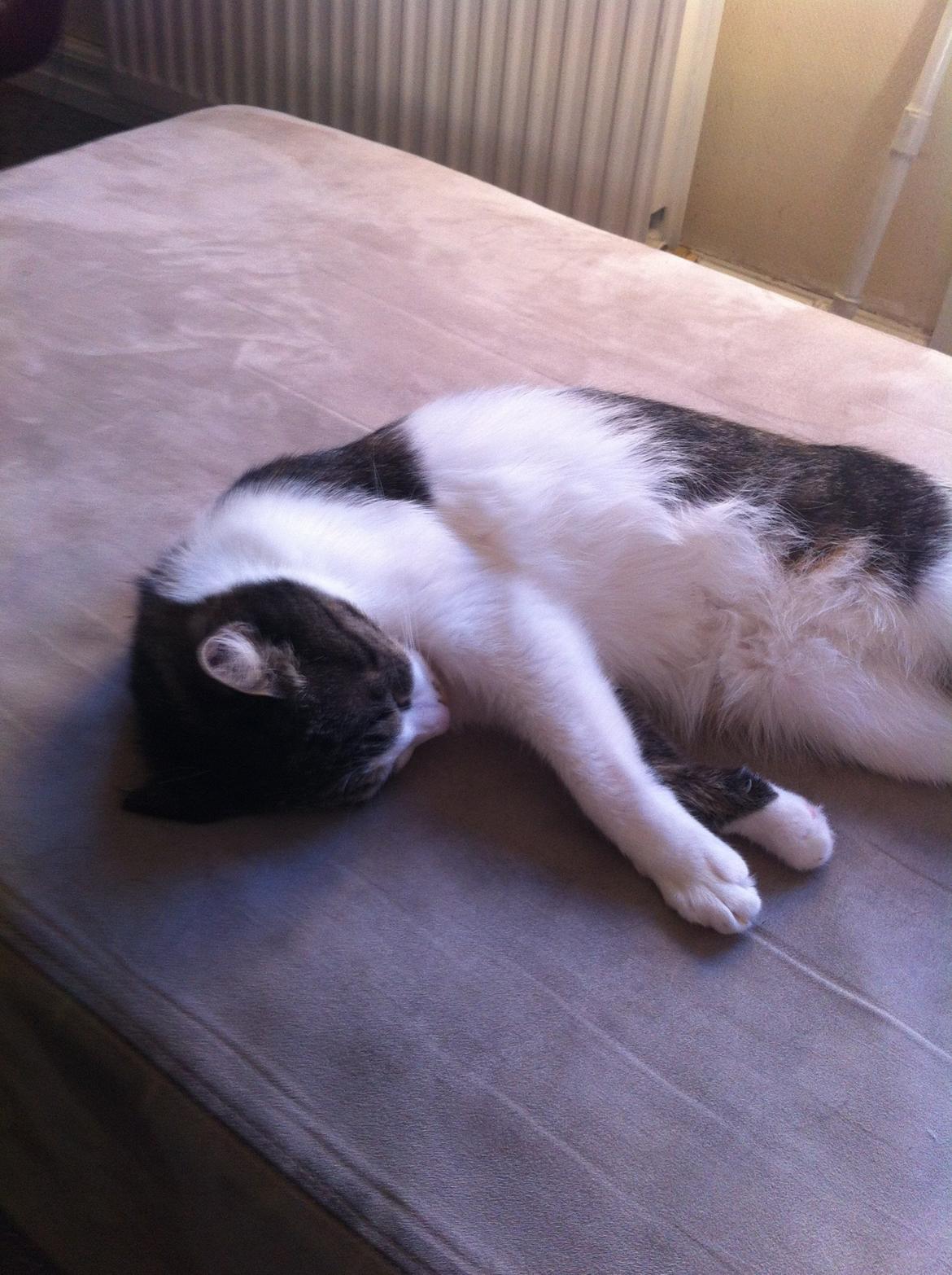 Huskat Maja billede 6