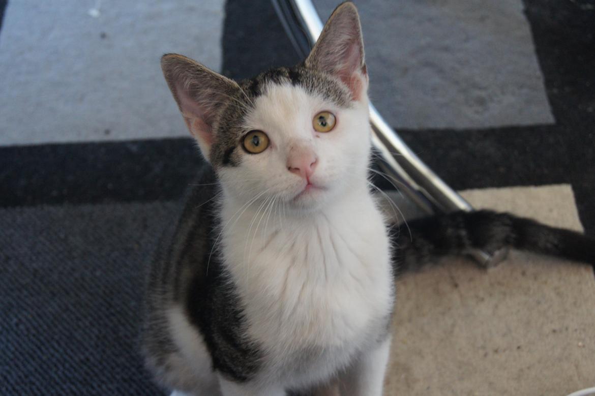 Huskat sylvester billede 1