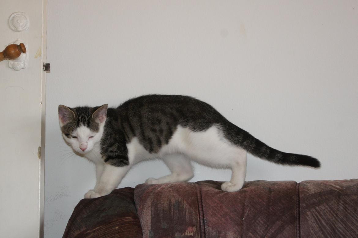 Huskat sylvester billede 2