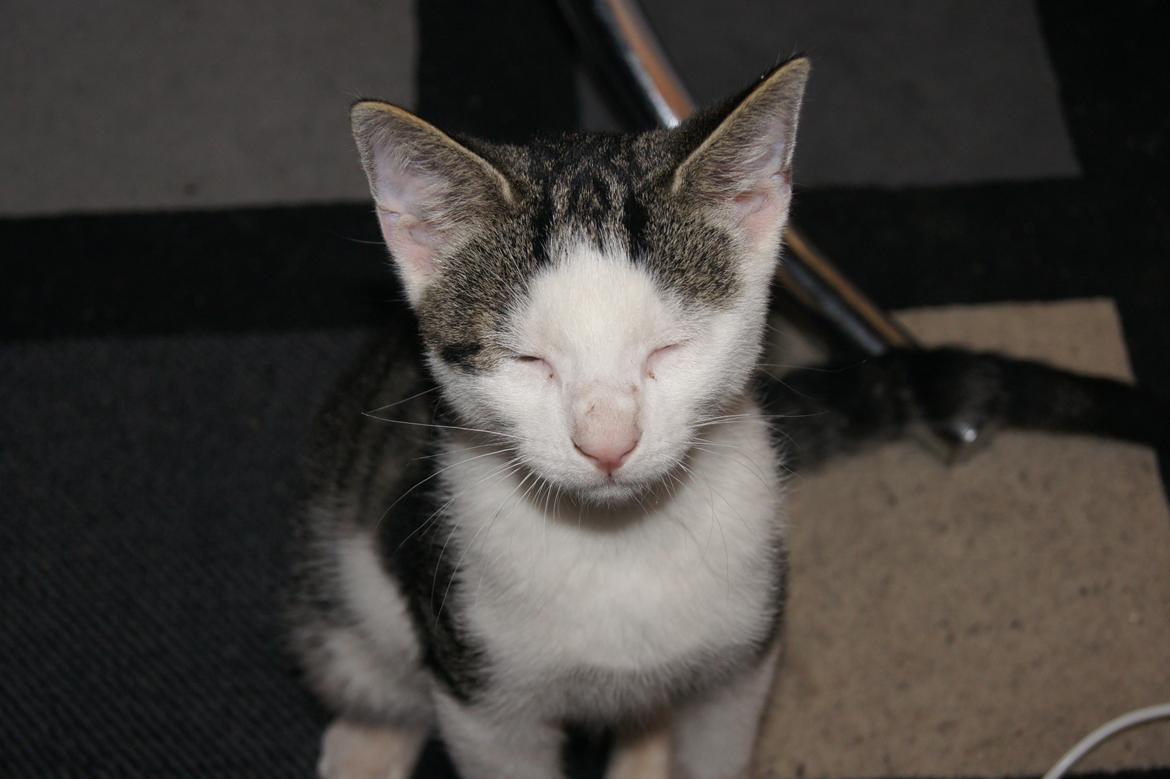 Huskat sylvester billede 3