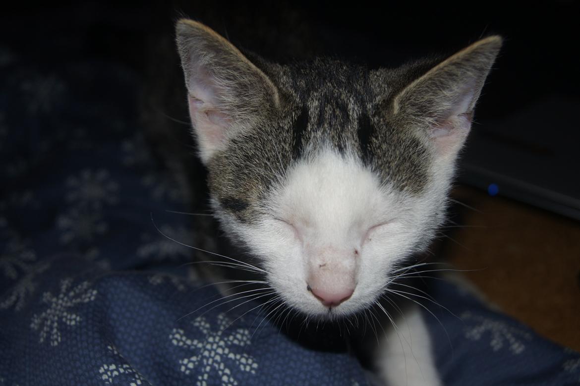 Huskat sylvester billede 4