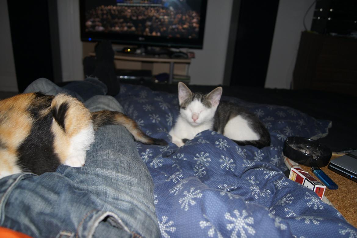 Huskat sylvester billede 5