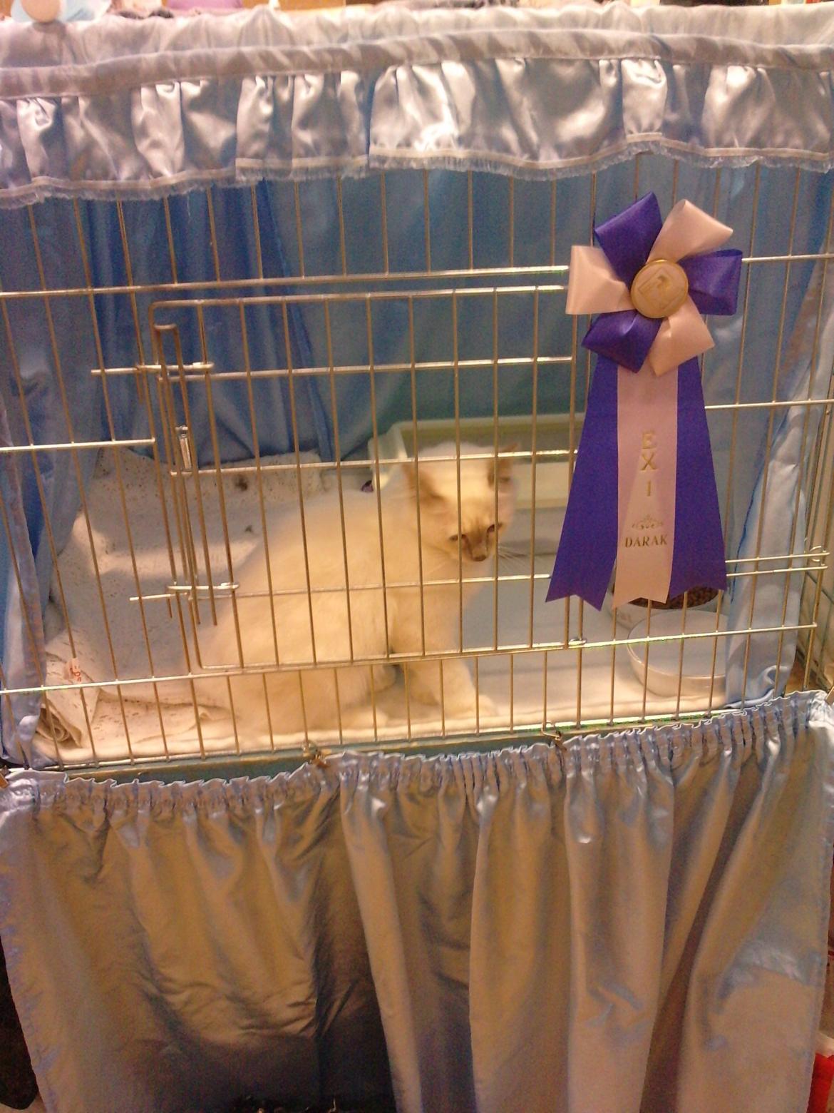 Hellig Birma Elliot - EX1 til lille Elliot på hans første udstilling som killing billede 12