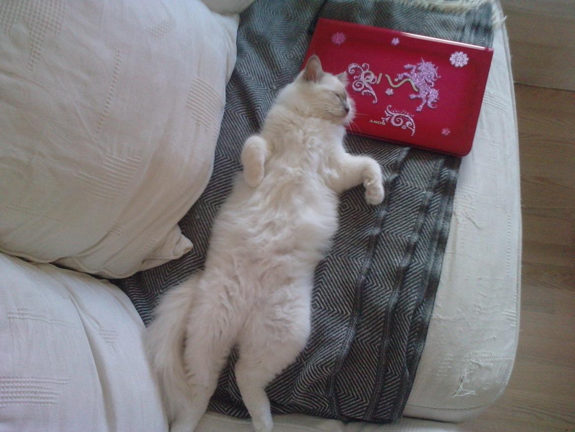 Hellig Birma Elliot billede 13