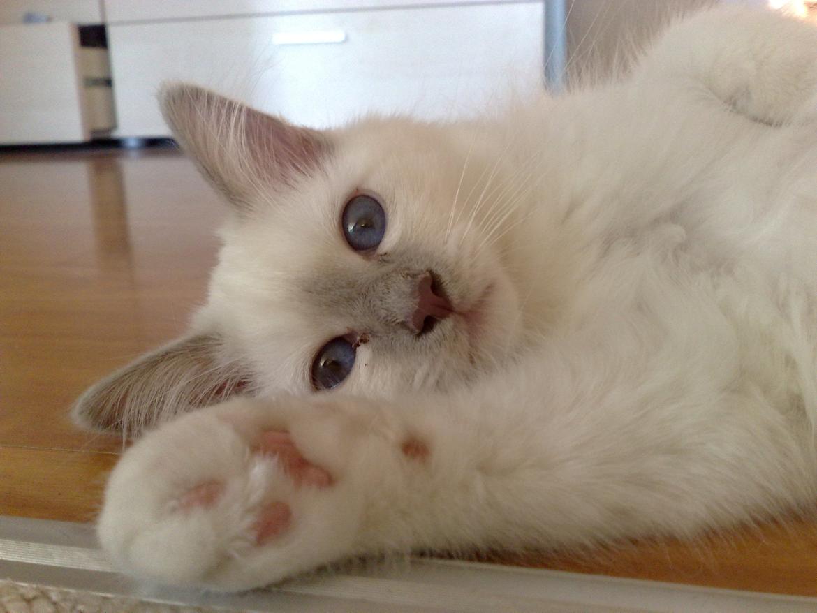 Hellig Birma Elliot billede 14