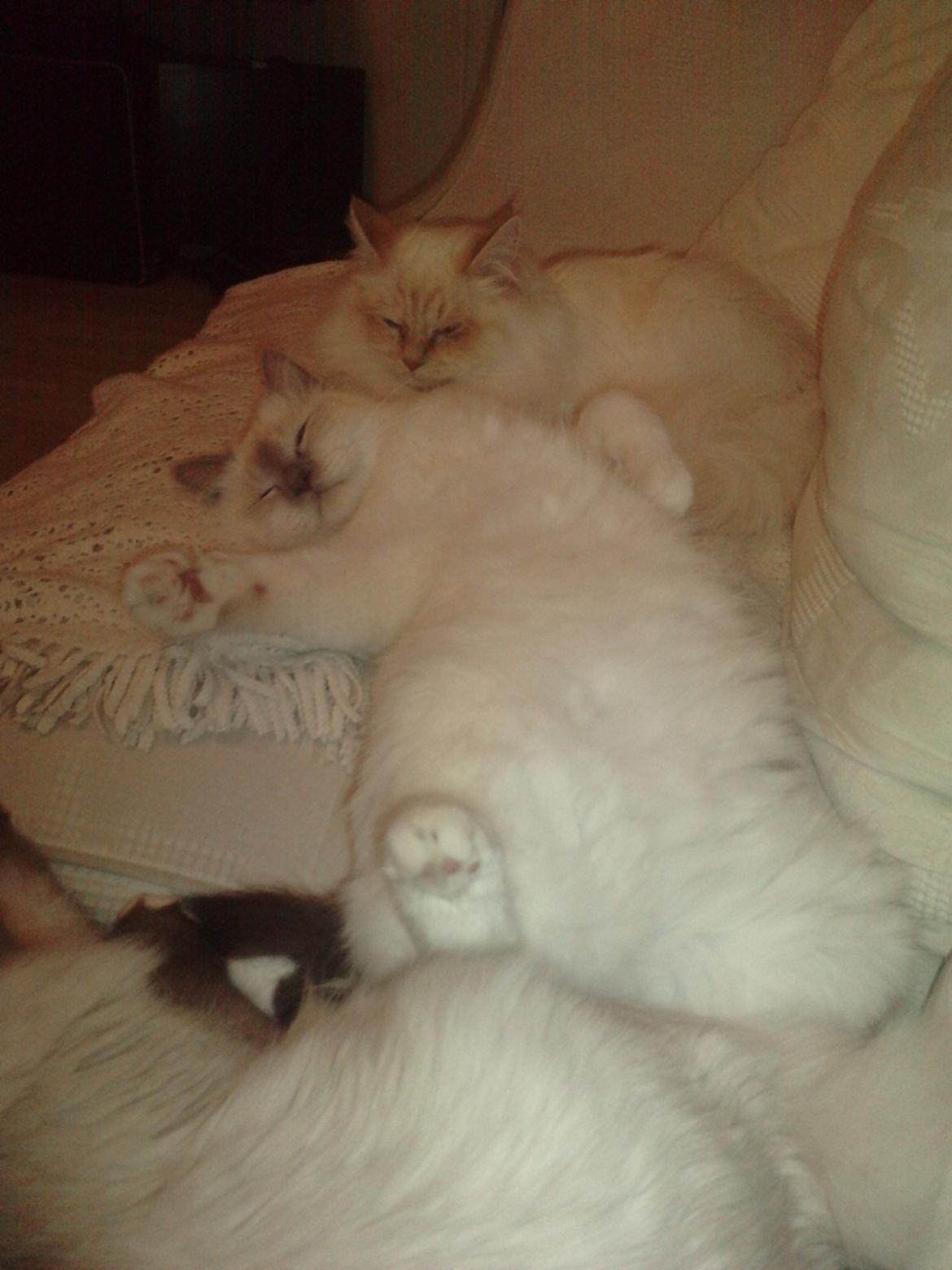 Hellig Birma Elliot billede 15