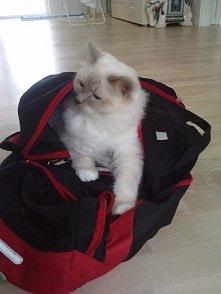 Hellig Birma Elliot billede 11