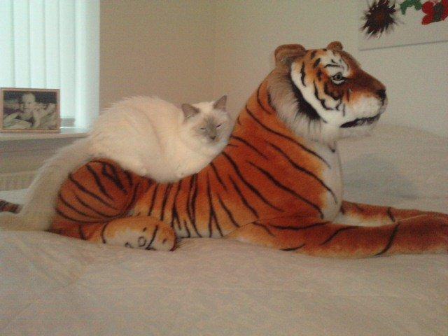 Hellig Birma Elliot billede 16