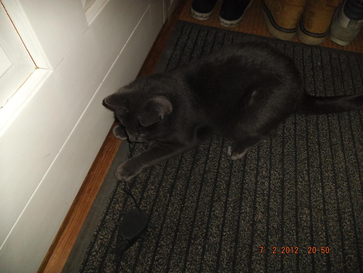 Russian Blue Mis - Mis leger med en musedørstopper :D billede 14