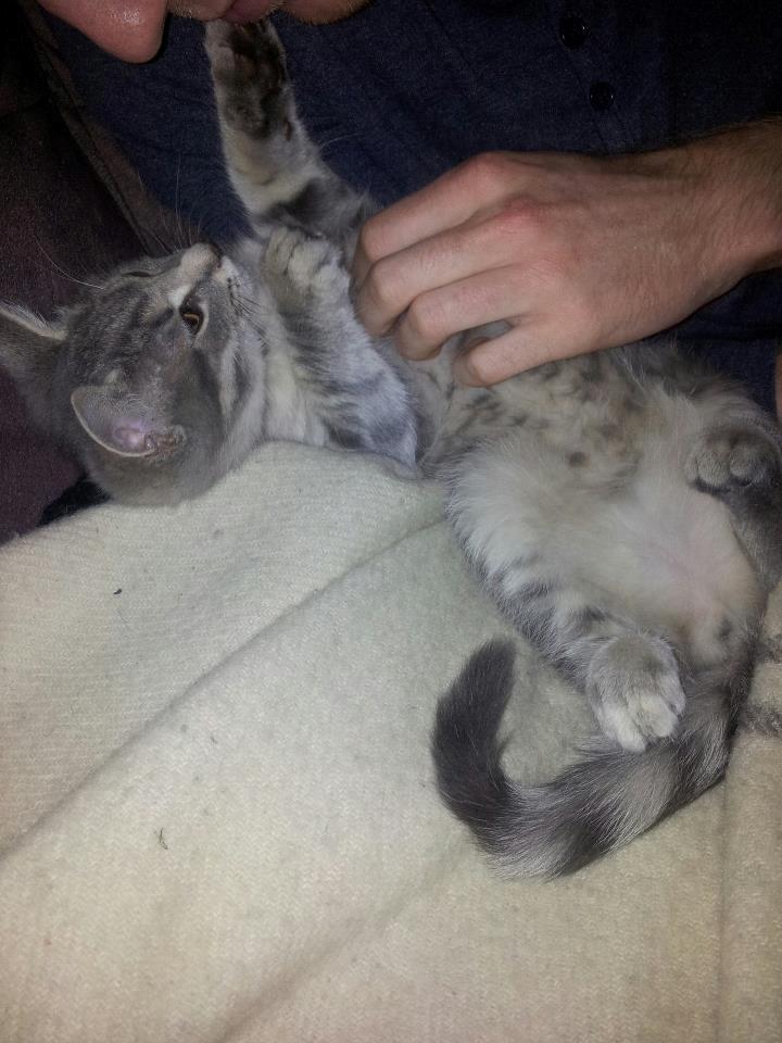 Blanding af racer Freddy billede 1