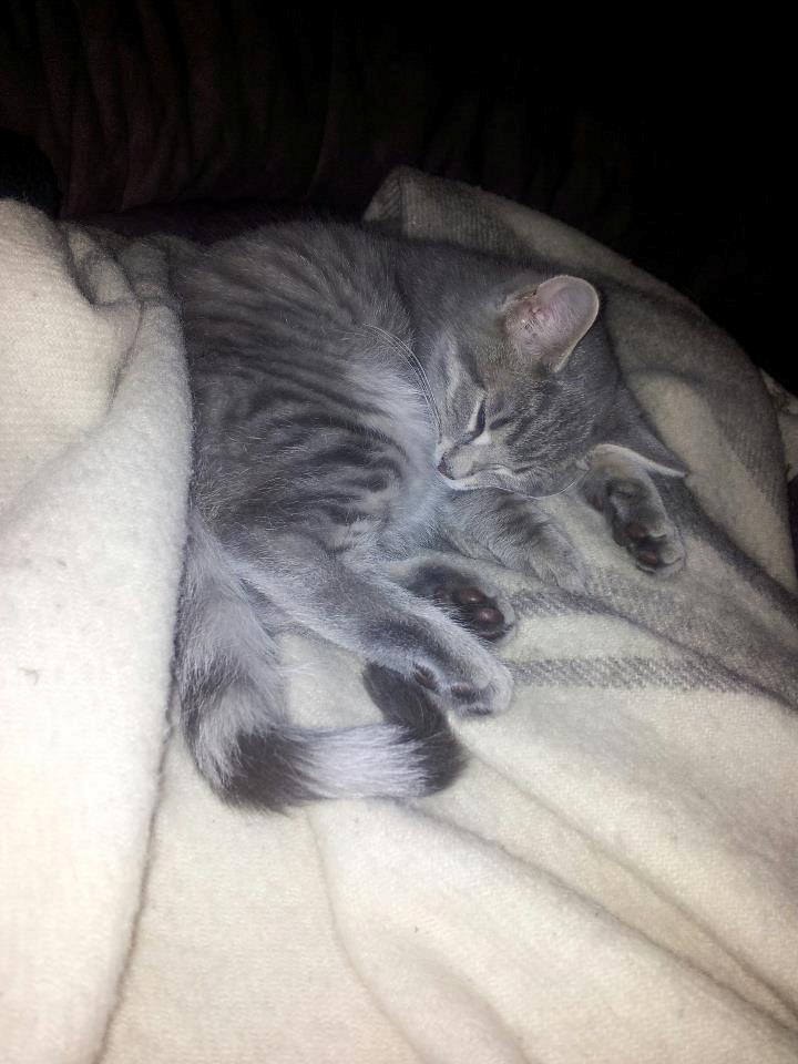 Blanding af racer Freddy billede 2